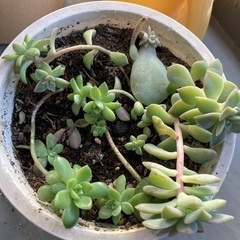 多肉植物の鉢植え