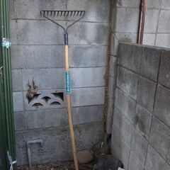 （お話中）アメリカンレーキーの画像