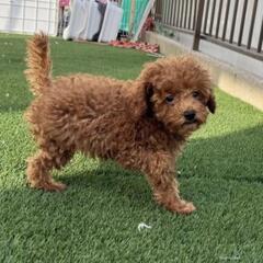 トイプードル　とてもやさしい子犬　2ヶ月