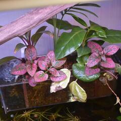 【選べるおまけ付き♪】アクアポニックスシステム　水耕栽培　隔離ケース　濾過装置の画像