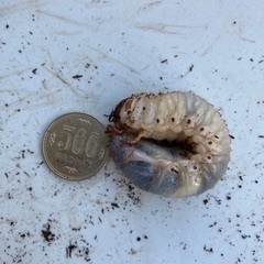 カブトムシ　幼虫