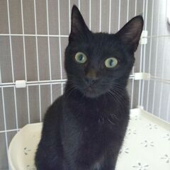 活発な黒猫ちゃん - 猫