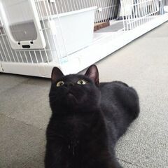 活発な黒猫ちゃん - 里親募集