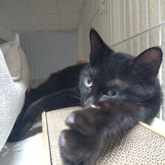 活発な黒猫ちゃん - 佐世保市