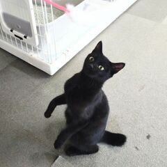 活発な黒猫ちゃん − 長崎県