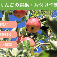 ＼日払い・1日OK！／もくもく作業！🍎りんごの選果・片付け作業🍎