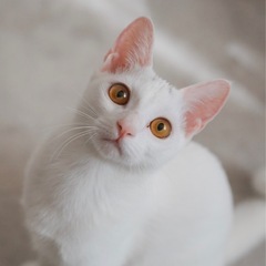子猫　白猫　鍵しっぽ