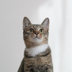 キジ猫　美人　猫