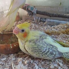 オカメインコ１２月３日入荷