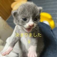 子猫3匹(♂1、︎︎ ♀2)