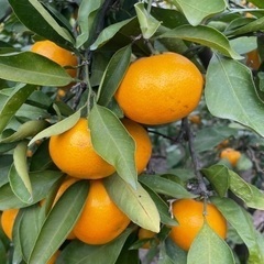 有田みかん🍊大玉10キロ
