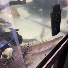 ポリプテルス　エンドリケリー　4匹
　15〜20センチ  熱帯魚