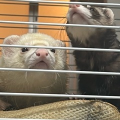 フェレット　2匹