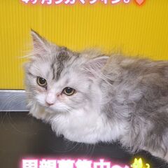 里親募集中！生後４か月ラガマフィン♂シルバータビー＆ホワイト(⋈...