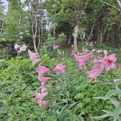 ゆっくりのんびり里山登山友達募集 − 長野県
