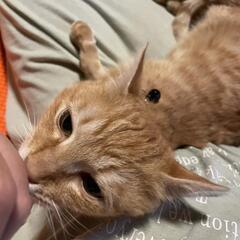 里親決定‼️茶トラの男の子🐈‍⬛ ͗