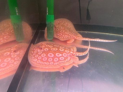 アルビノクロコ
