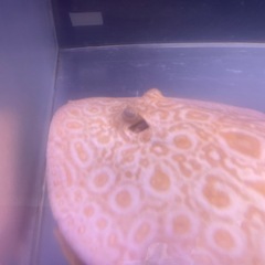 アルビノクロコ
