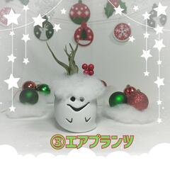 観葉植物　クリスマスおばけ
