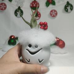 観葉植物　クリスマスおばけの画像
