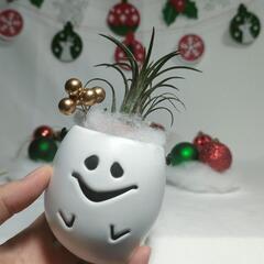 観葉植物　クリスマスおばけの画像