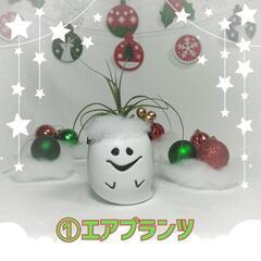 観葉植物　クリスマスおばけ