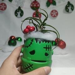 観葉植物　クリスマスおばけの画像