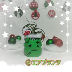 観葉植物　クリスマスおばけ