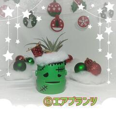 観葉植物　クリスマスおばけ
