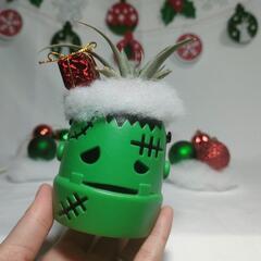 観葉植物　クリスマスおばけの画像