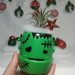 観葉植物　クリスマスおばけの画像