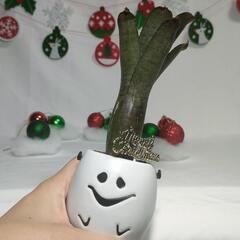 観葉植物　クリスマスおばけの画像