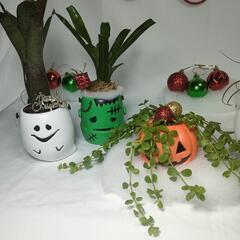 観葉植物　クリスマスおばけの画像