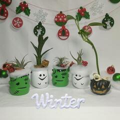 観葉植物　クリスマスおばけ