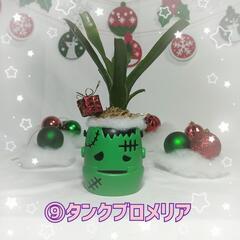 観葉植物　クリスマスおばけ