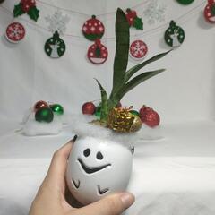 観葉植物　クリスマスおばけの画像