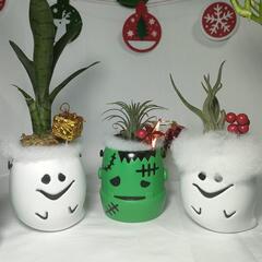観葉植物　クリスマスおばけの画像