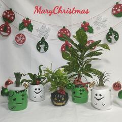 観葉植物　クリスマスおばけの画像