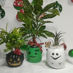 観葉植物　クリスマスおばけの画像
