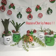 観葉植物　クリスマスおばけの画像