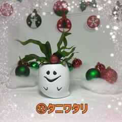 観葉植物　クリスマスおばけ