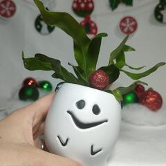 観葉植物　クリスマスおばけの画像