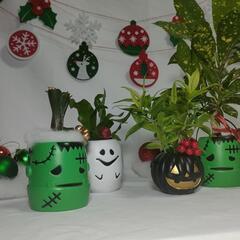 観葉植物　クリスマスおばけの画像