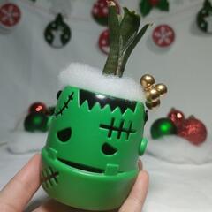 観葉植物　クリスマスおばけの画像