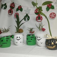 観葉植物　クリスマスおばけの画像