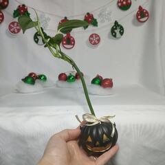 観葉植物　クリスマスおばけの画像
