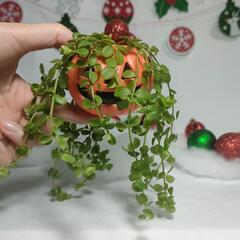 観葉植物　クリスマスおばけの画像
