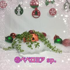 観葉植物　クリスマスおばけ