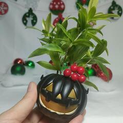 観葉植物　クリスマスおばけの画像