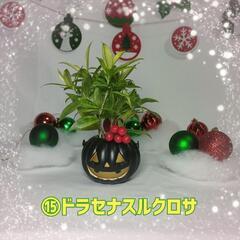 観葉植物　クリスマスおばけ